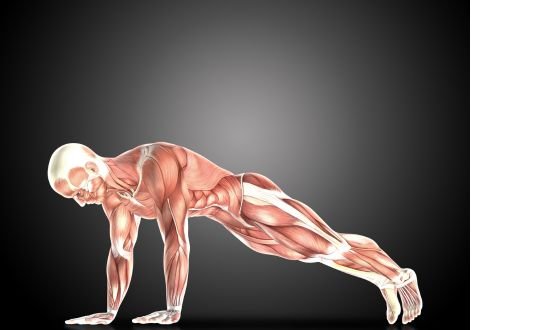 Role of peptides for men in muscle growth